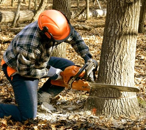 Tree Removal in Martinez, CA